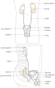 anatomia001